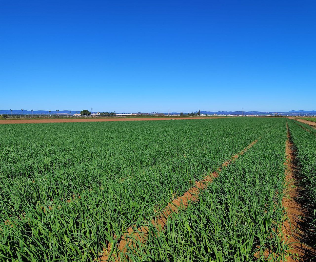 Cultivos de invierno, el presente de nuestra Zona Regable