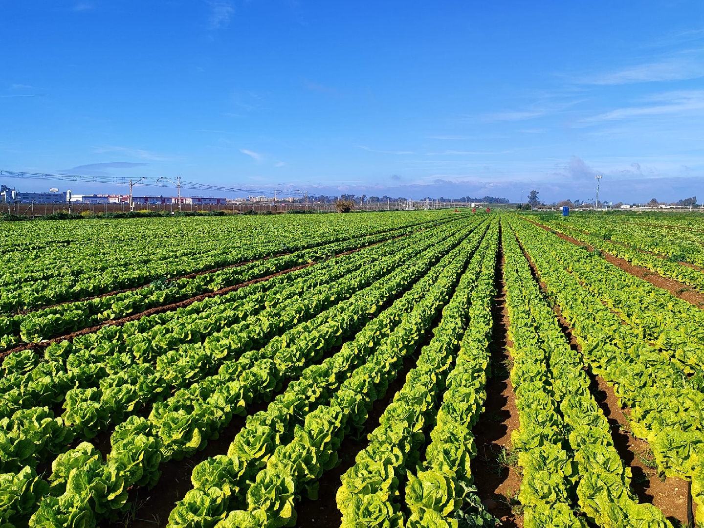 Cultivos de invierno, el presente de nuestra Zona Regable