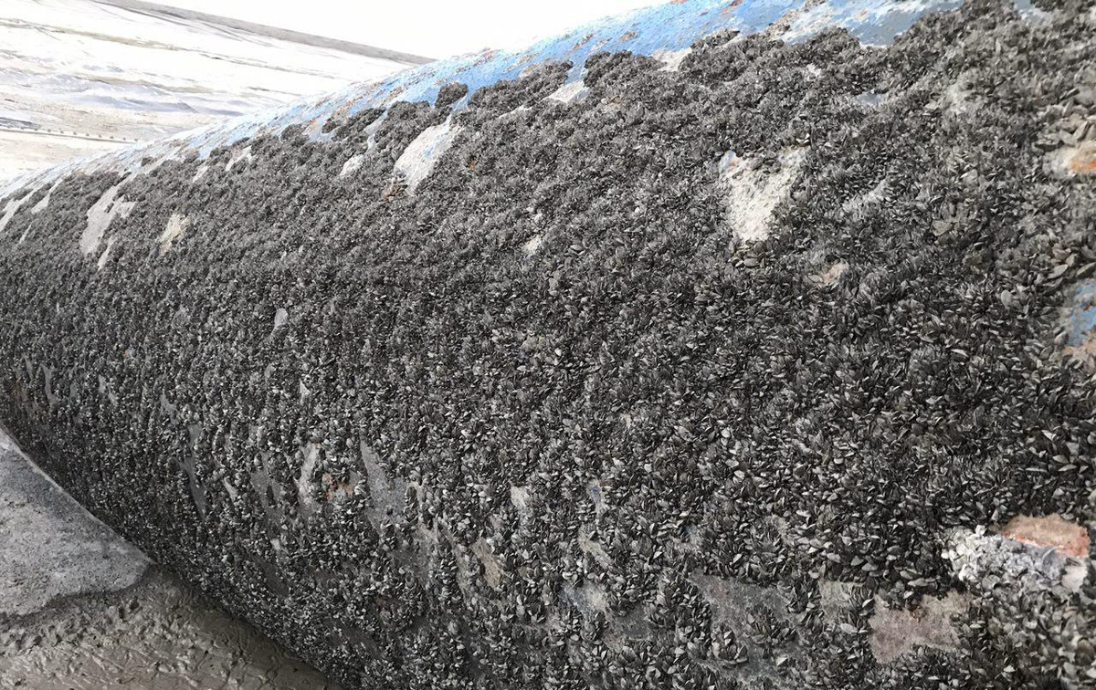 Vídeo: cosas que hemos aprendido de nuestra lucha contra las especies invasoras