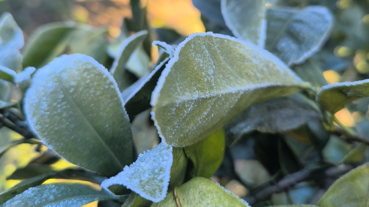 Riegos por riesgo de heladas