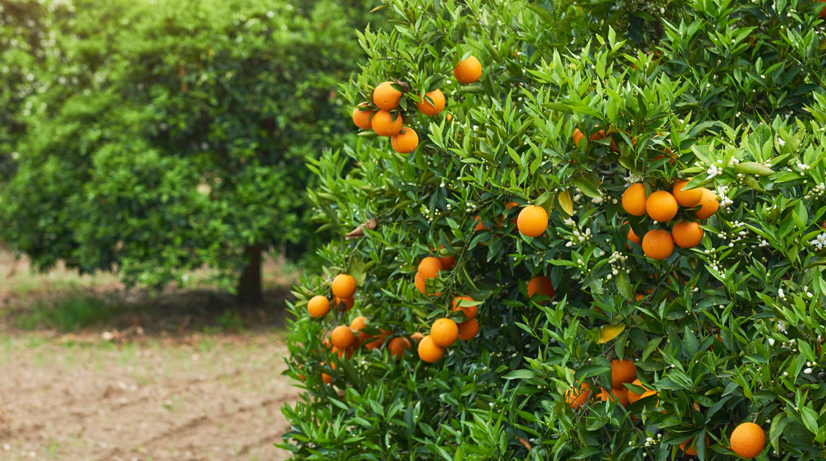 Estrenamos folleto corporativo: trabajando por una agricultura competitiva e innovadora