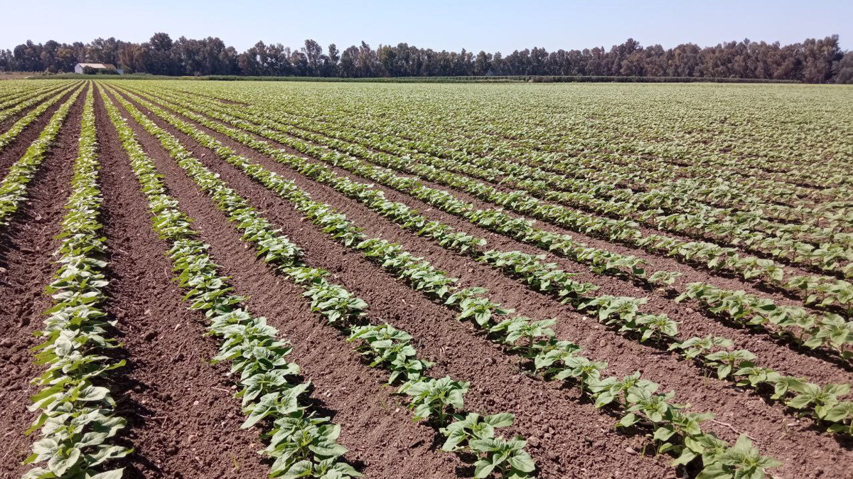 Comienza la recogida de datos en el campo para el inventario de cultivos