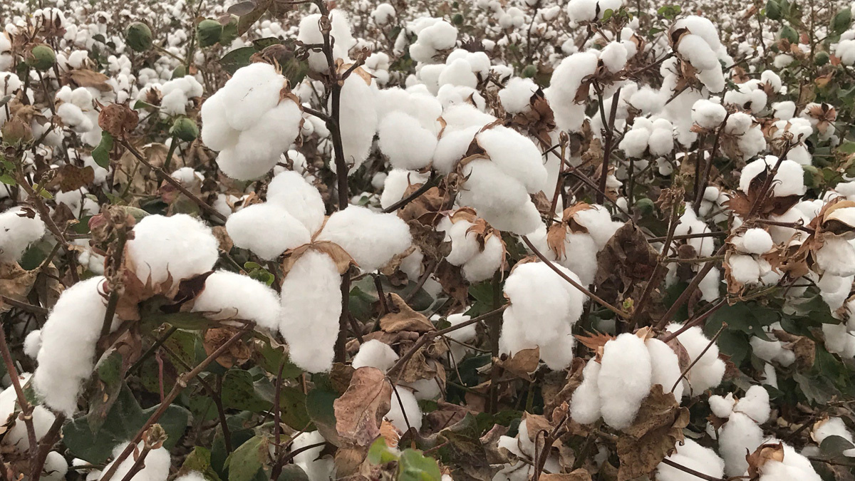 Comienza la nascencia del algodón y el girasol y el tomate, crece por días