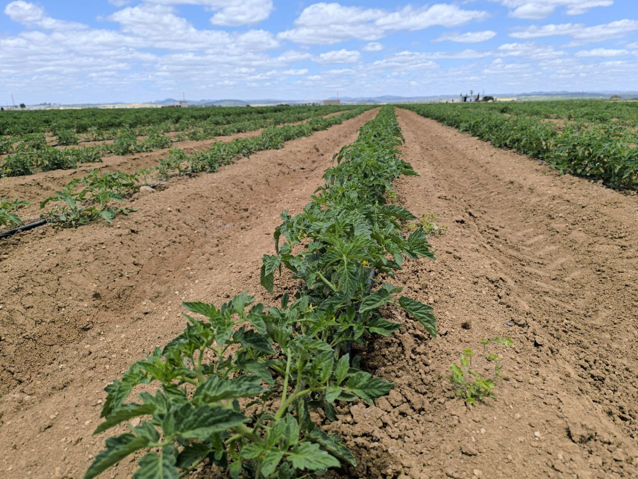 Comienza la nascencia del algodón y el girasol y el tomate, crece por días