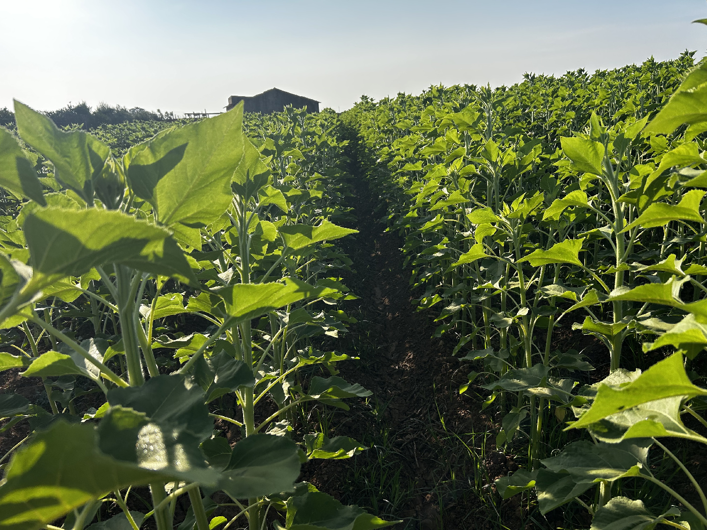 El primer mes de campaña se salda con un consumo bajo, gracias a la meteorología favorable, las aguas de escorrentías y el retraso que presentan los cultivos