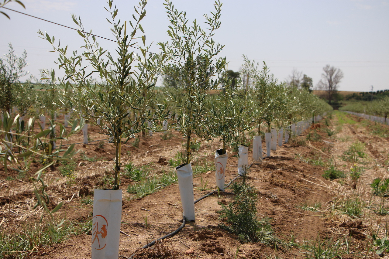El olivar hace historia en la Comunidad, convirtiéndose en el segundo de nuestros cultivos permanentes