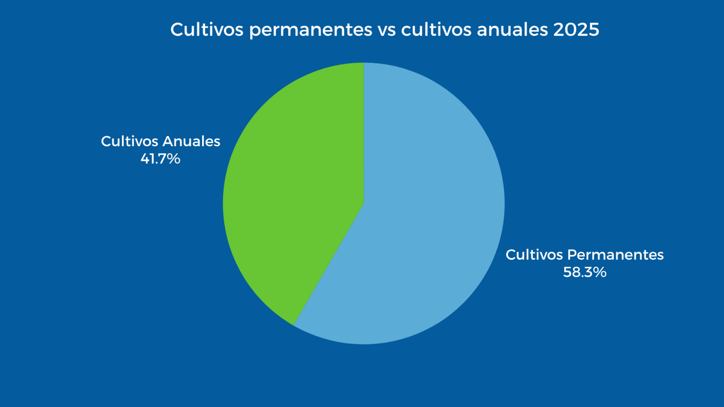El olivar hace historia en la Comunidad, convirtiéndose en el segundo de nuestros cultivos permanentes