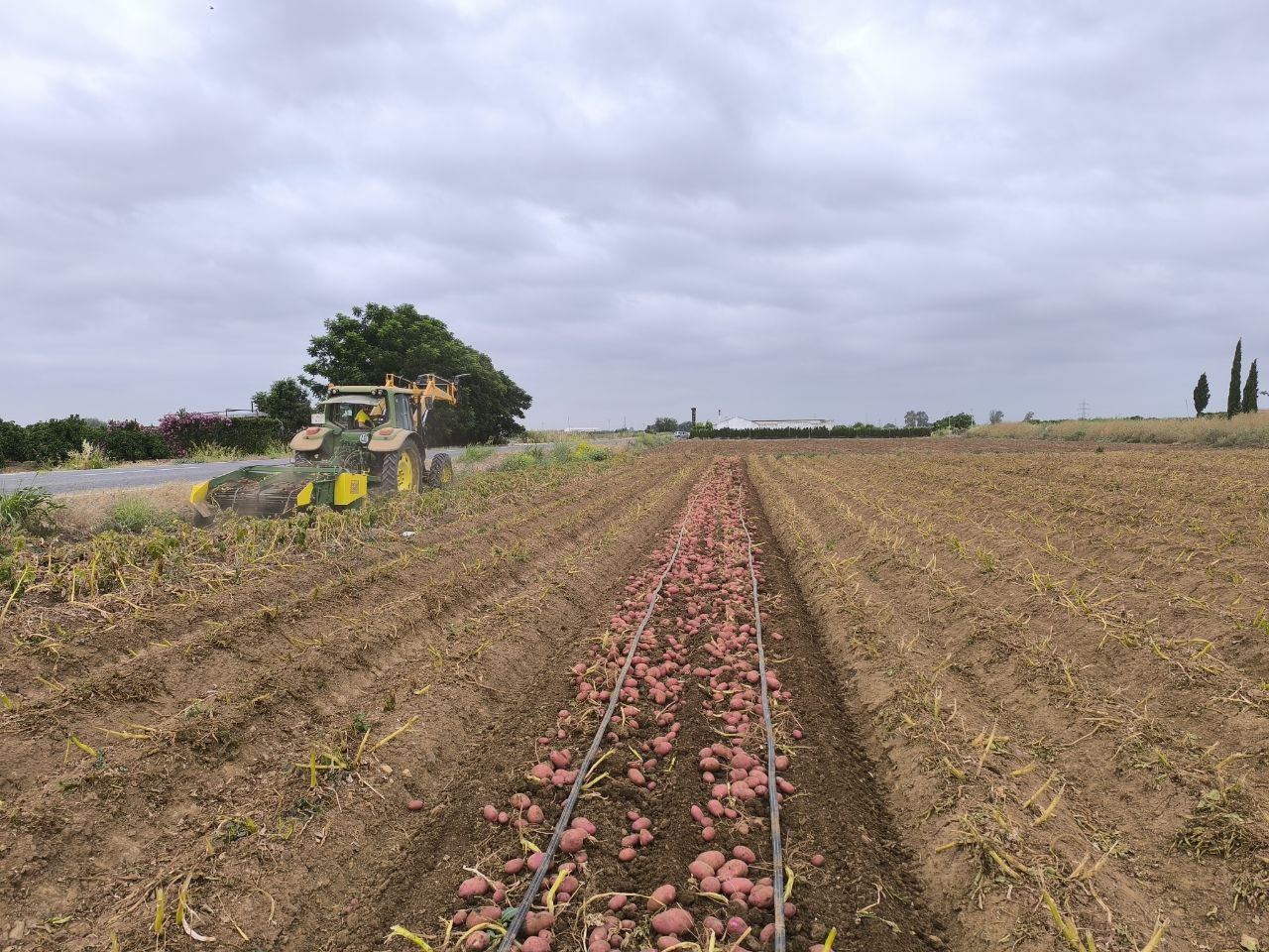 Las patatas se alzan a la primera posición entre los cultivos anuales, y reaparece nuevamente el maíz