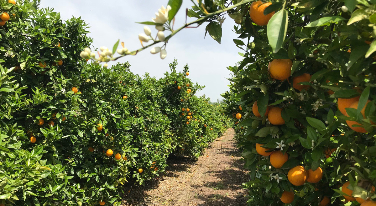 La Junta lanza una app gratuita para mejorar la gestión del riego en las plantaciones de cítricos