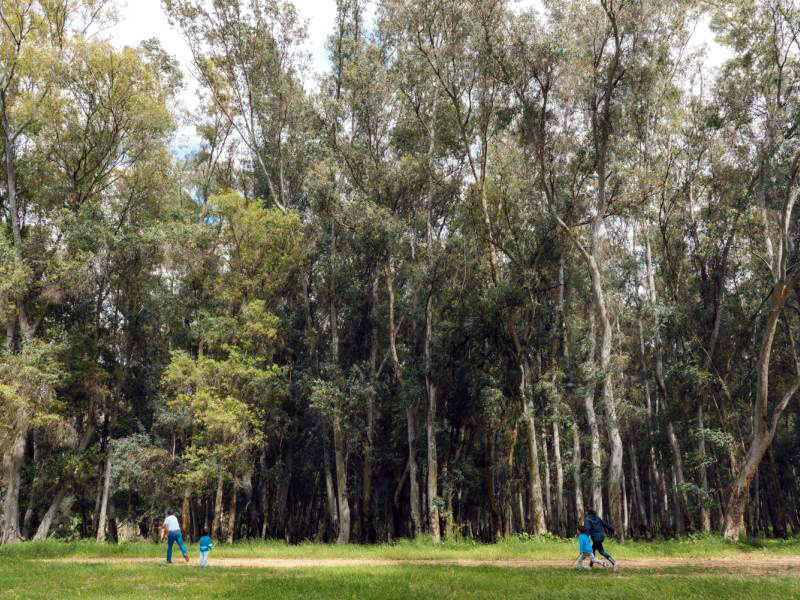 Orgullosos de nuestros pueblos (VI): Tocina-Los Rosales