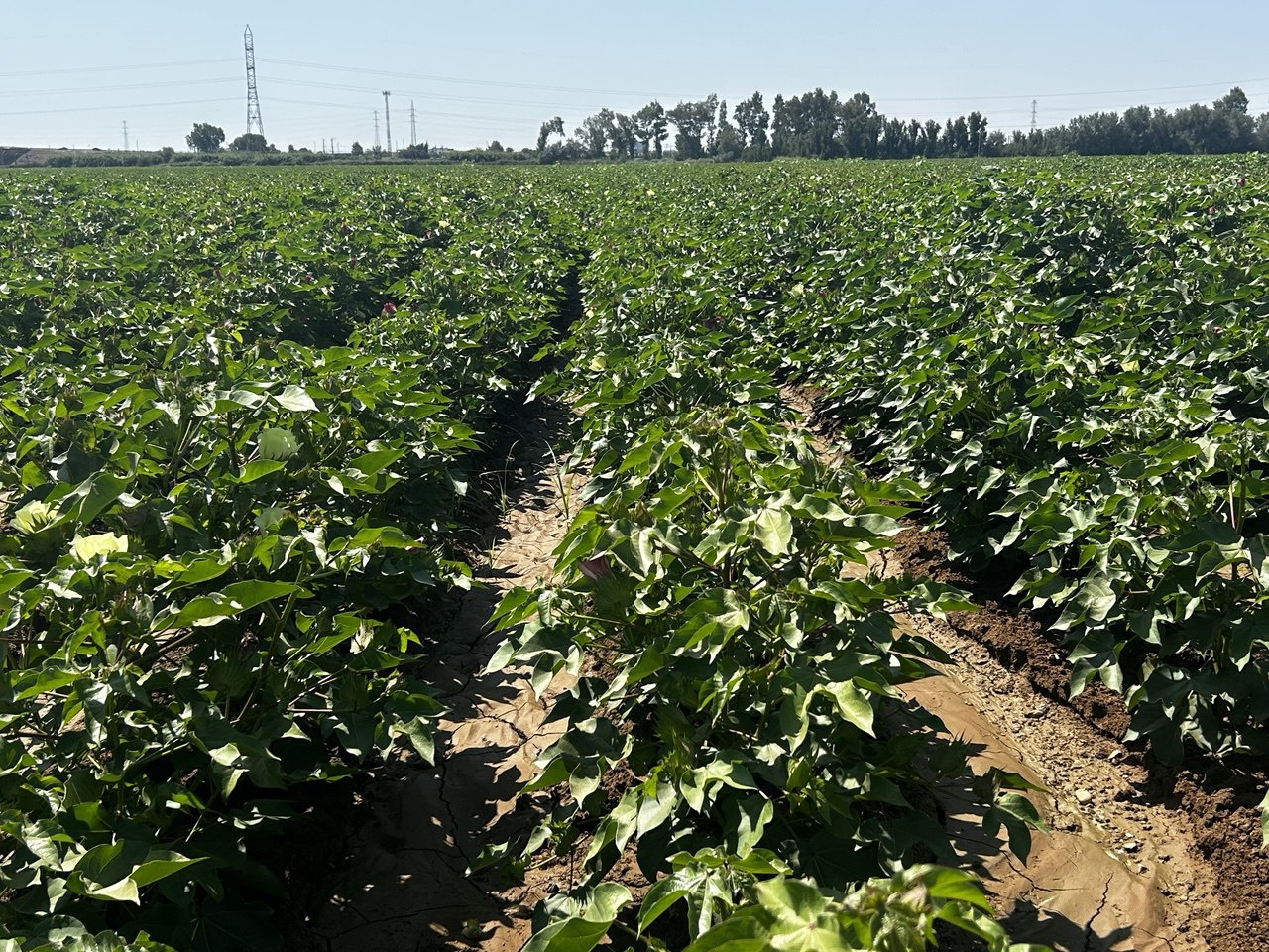 A un mes y medio de la finalización de la campaña, la dotación consumida se sitúa por debajo del 40% de la aprobada