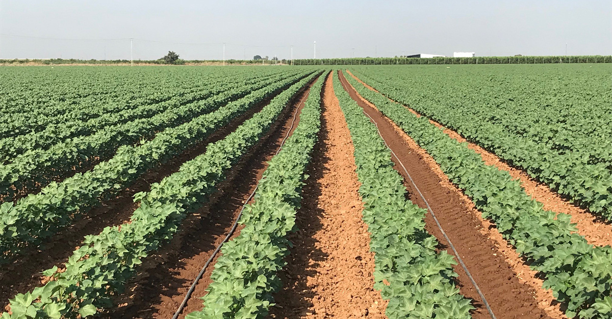 Una planificación de cultivos muy austera, marcada por el temor de fuertes restricciones, condiciona el consumo de la campaña y lo limita a la mitad de la dotación aprobada