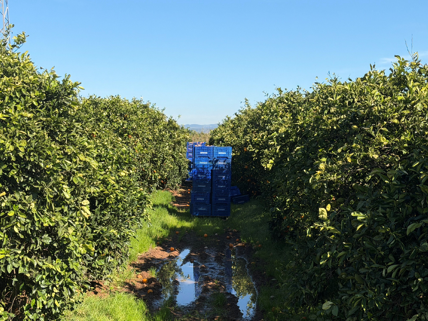 Actividad febril en toda la Zona Regable, por el retraso acumulado con las precipitaciones de enero y febrero
