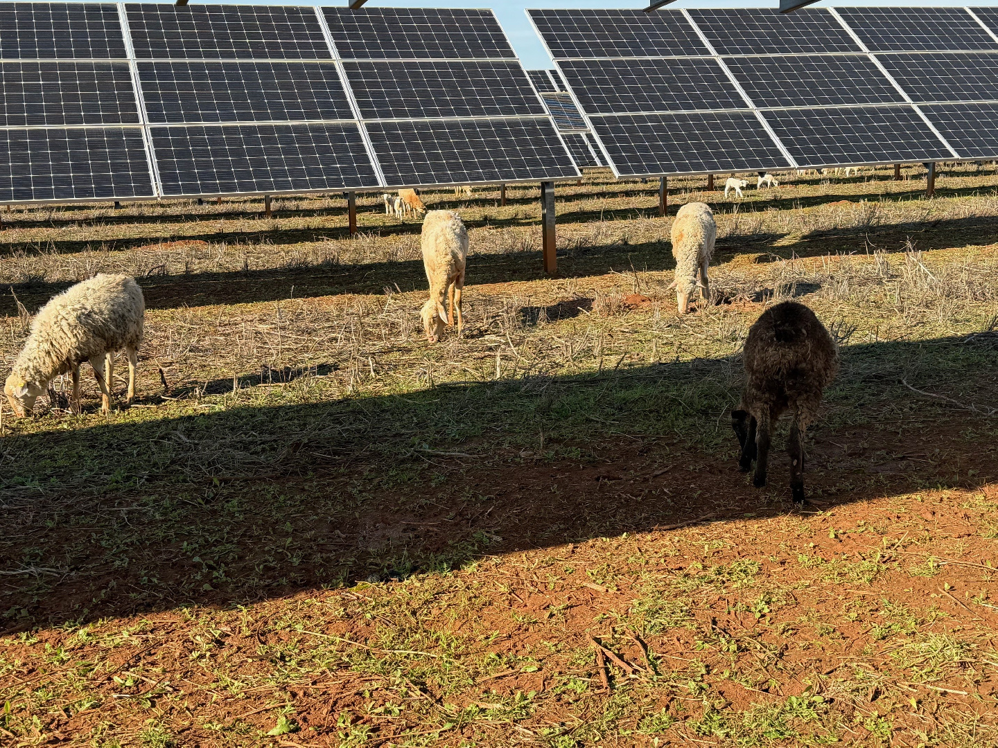 Desbroce de la cubierta vegetal de la planta solar con un rebaño de más de cien ovejas
