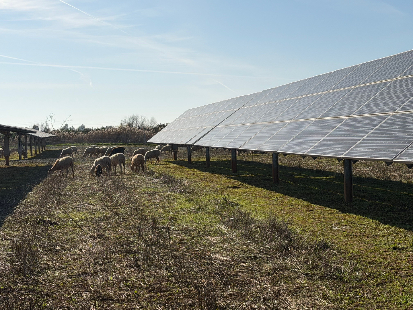 Desbroce de la cubierta vegetal de la planta solar con un rebaño de más de cien ovejas