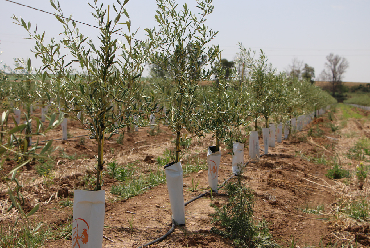 MENOS MAÍZ Y OTROS HERBÁCEOS, Y MÁS ALMENDRO Y OLIVAR SUPERINTENSIVO