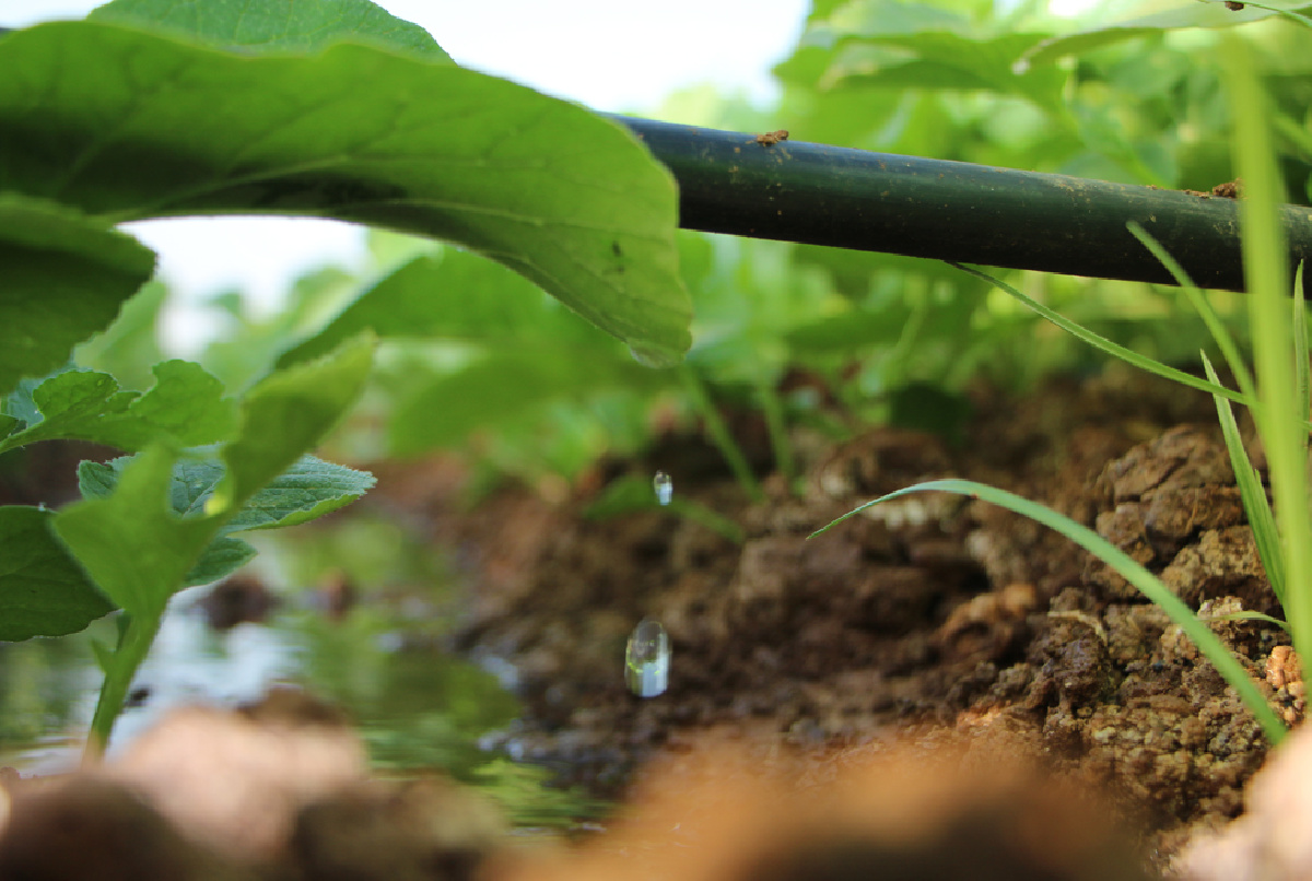 UN 10% MENOS DE AGUA PARA LA PRESENTE CAMPAÑA