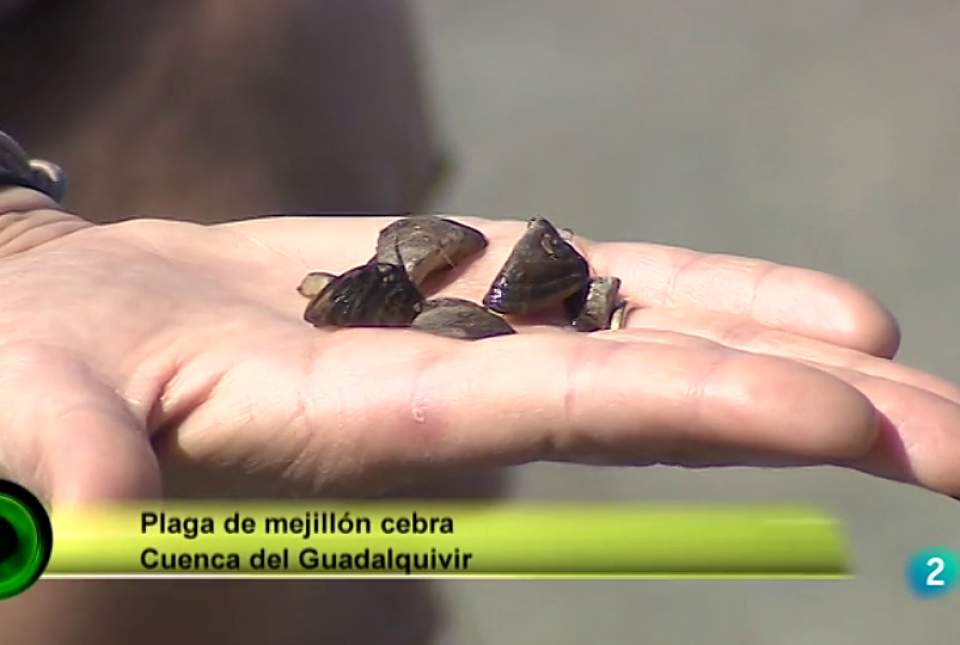 EL MEJILLÓN CEBRA, PROTAGONISTA EN AGROSFERA