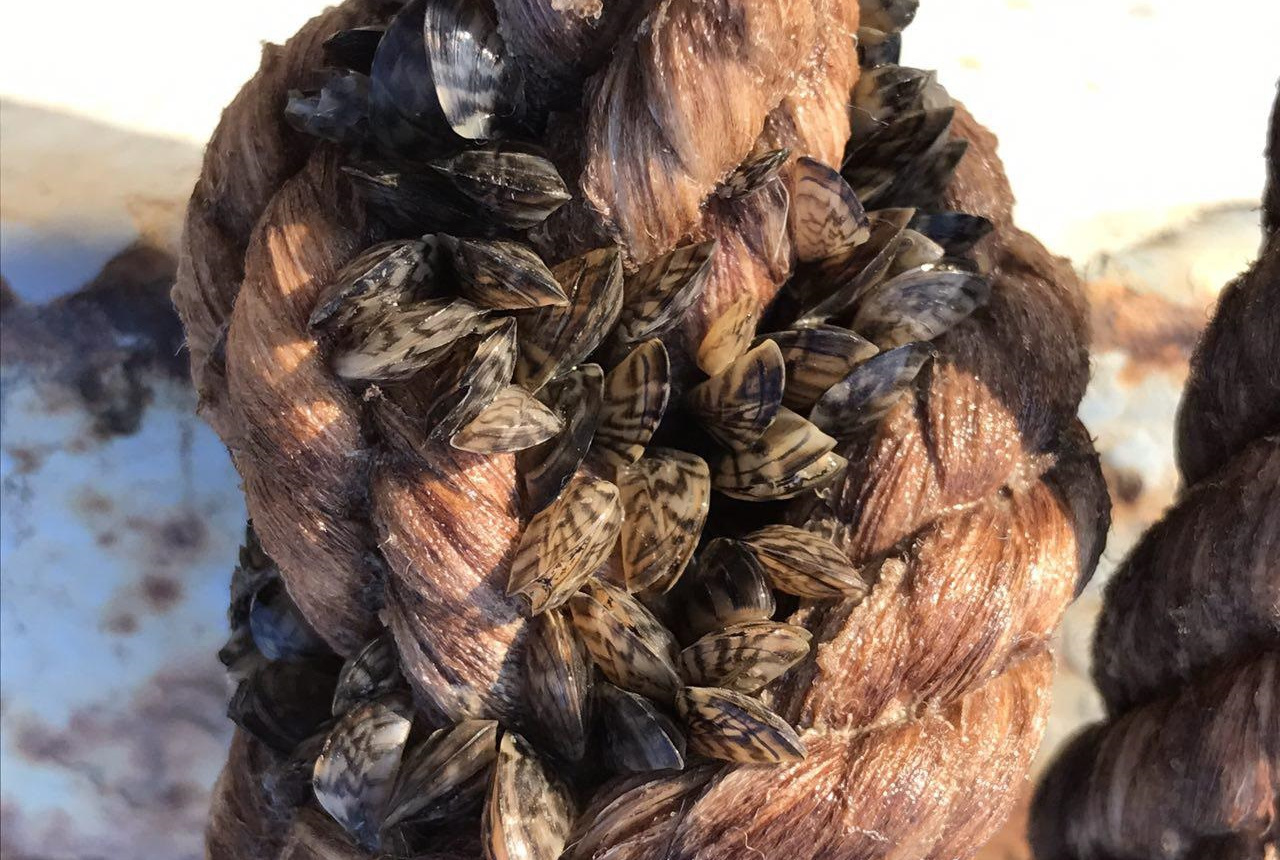 LA VORACIDAD DEL MEJILLÓN CEBRA NO CONOCE LÍMITES EN NUESTRA CUENCA