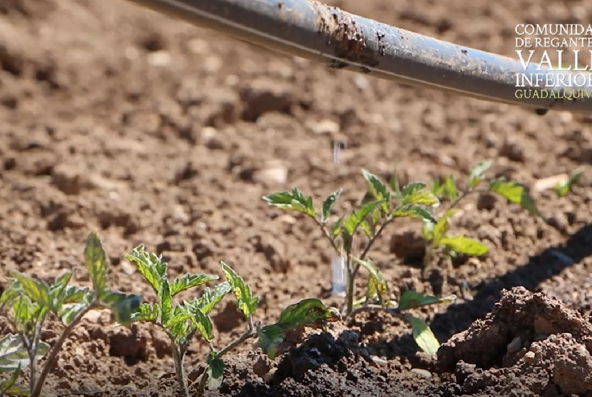 BALANCE DE LA CAMPAÑA 2017 Y PREVISIONES PARA EL PRÓXIMO AÑO
