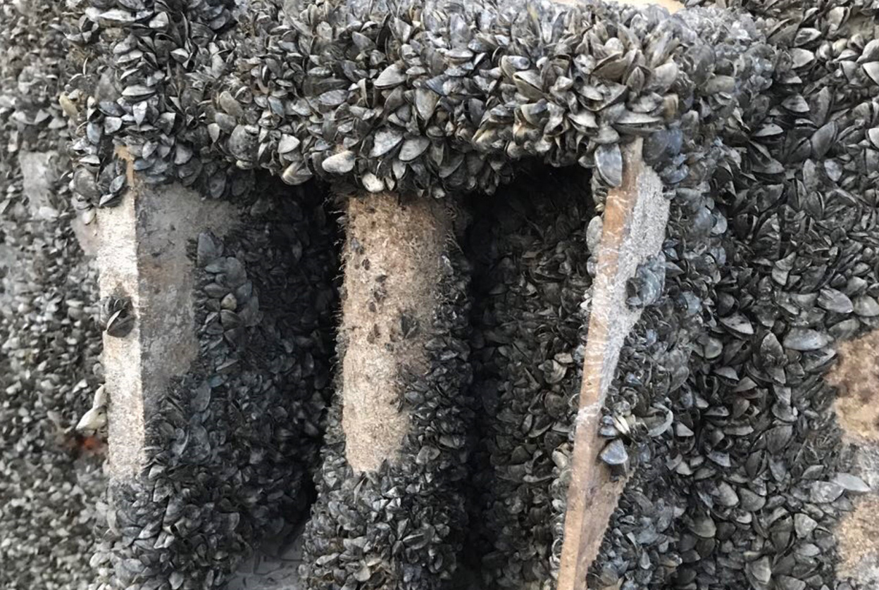 LA COMUNIDAD REPETIRÁ EN DICIEMBRE EL TRATAMIENTO CONTRA EL MEJILLÓN CEBRA UTILIZADO PARA ESTA CAMPAÑA