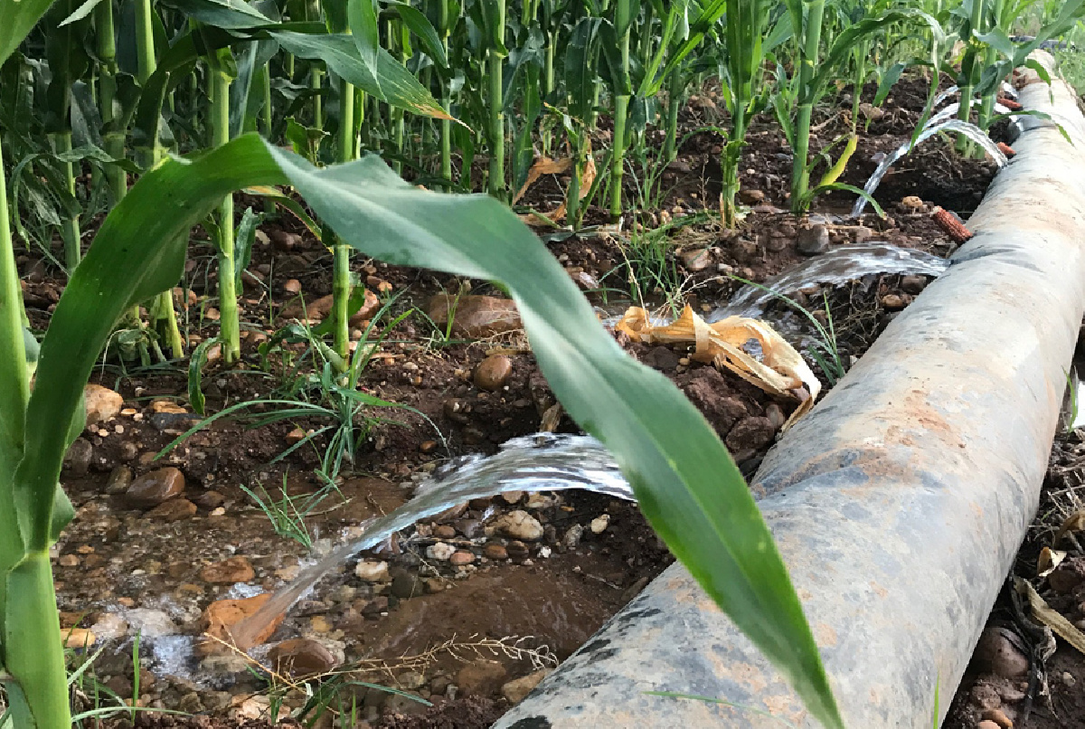 SE MANTIENEN LAS PREVISIONES MÁS PROBABLES DE DOTACIONES DE AGUA PARA LA PRÓXIMA CAMPAÑA, QUE SERÍAN DE 2.000 M3/HA