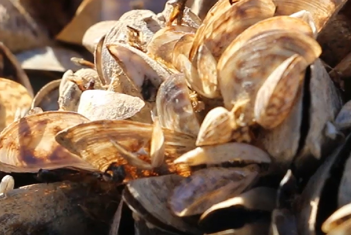 SEQUÍA + ESPECIES INVASORAS: EL CÓCTEL EXPLOSIVO DEL QUE NADIE HABLA