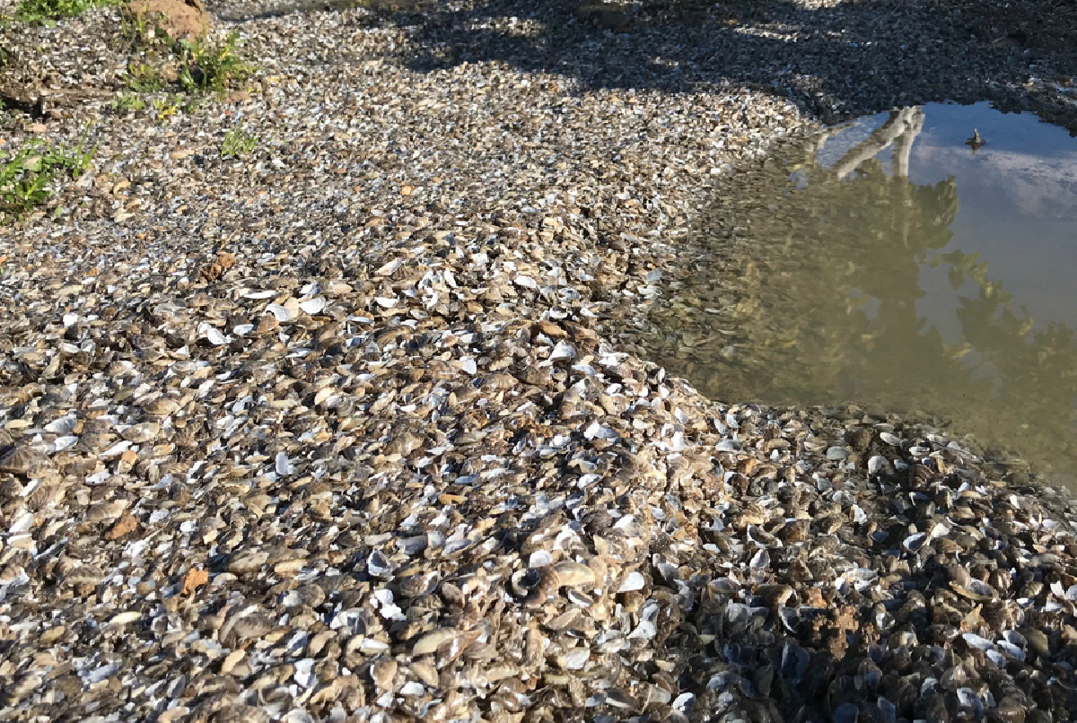 LOS RESULTADOS DEL TRATAMIENTO CONTRA EL MEJILLÓN CEBRA, EN IMÁGENES