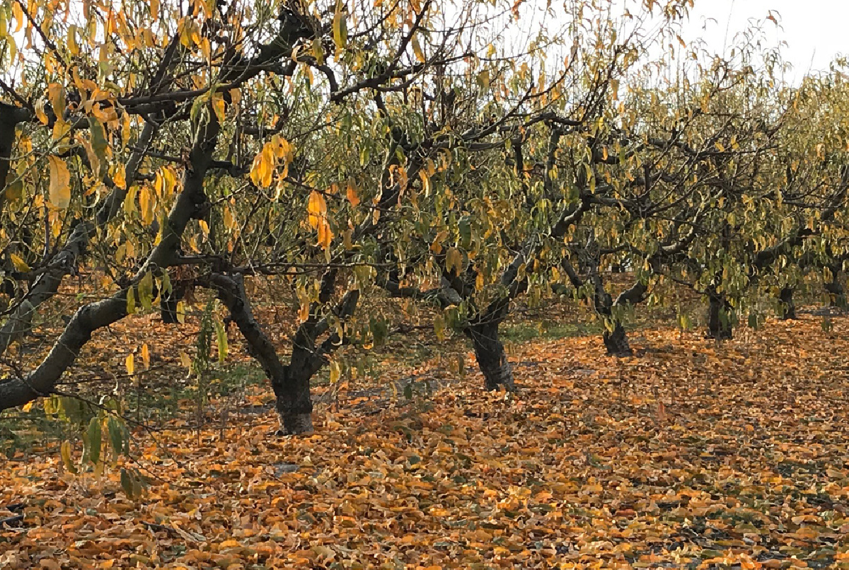 UN MES MÁS SIN LLUVIAS, Y UNO MENOS PARA EL MILAGRO