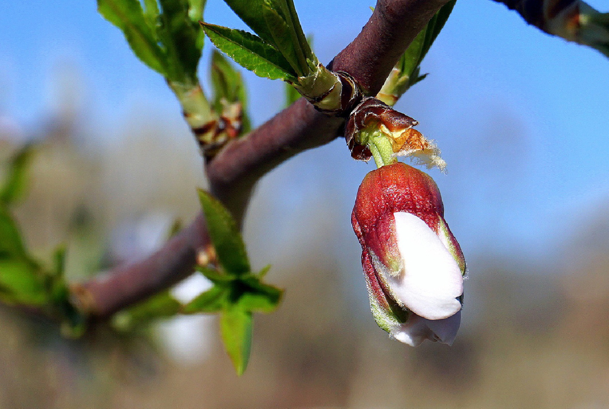 EN ESTUDIO EL POTENCIAL DE DESARROLLO DEL CULTIVO DEL ALMENDRO EN LA VEGA DEL GUADALQUIVIR