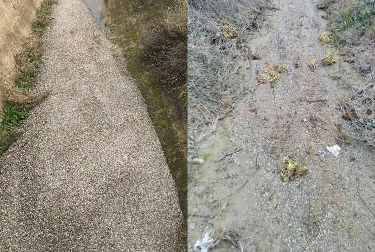 MEJILLÓN CEBRA: EN UN AÑO, UN CRECIMIENTO DEL MIL POR UNO