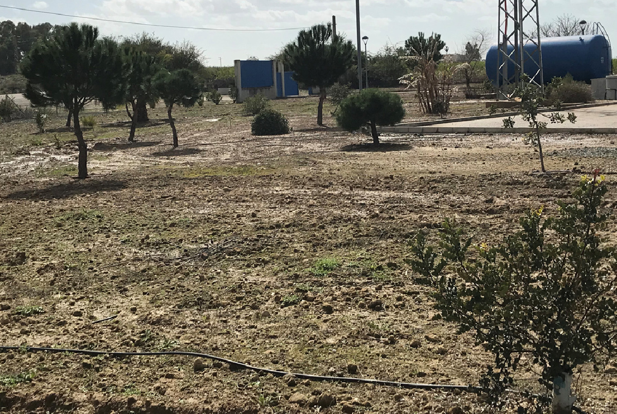 800 ÁRBOLES PARA LA MEJORA PAISAJÍSTICA DE LOS ENTORNOS DE LAS ESTACIONES  DE BOMBEO