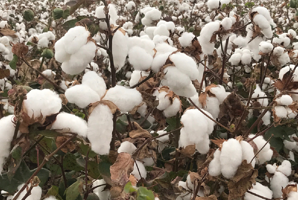 LA DISTRIBUCIÓN DE CULTIVOS PARA ESTA CAMPAÑA, MUY INFLUENCIADA POR LA PREVISIÓN DE RESTRICCIONES