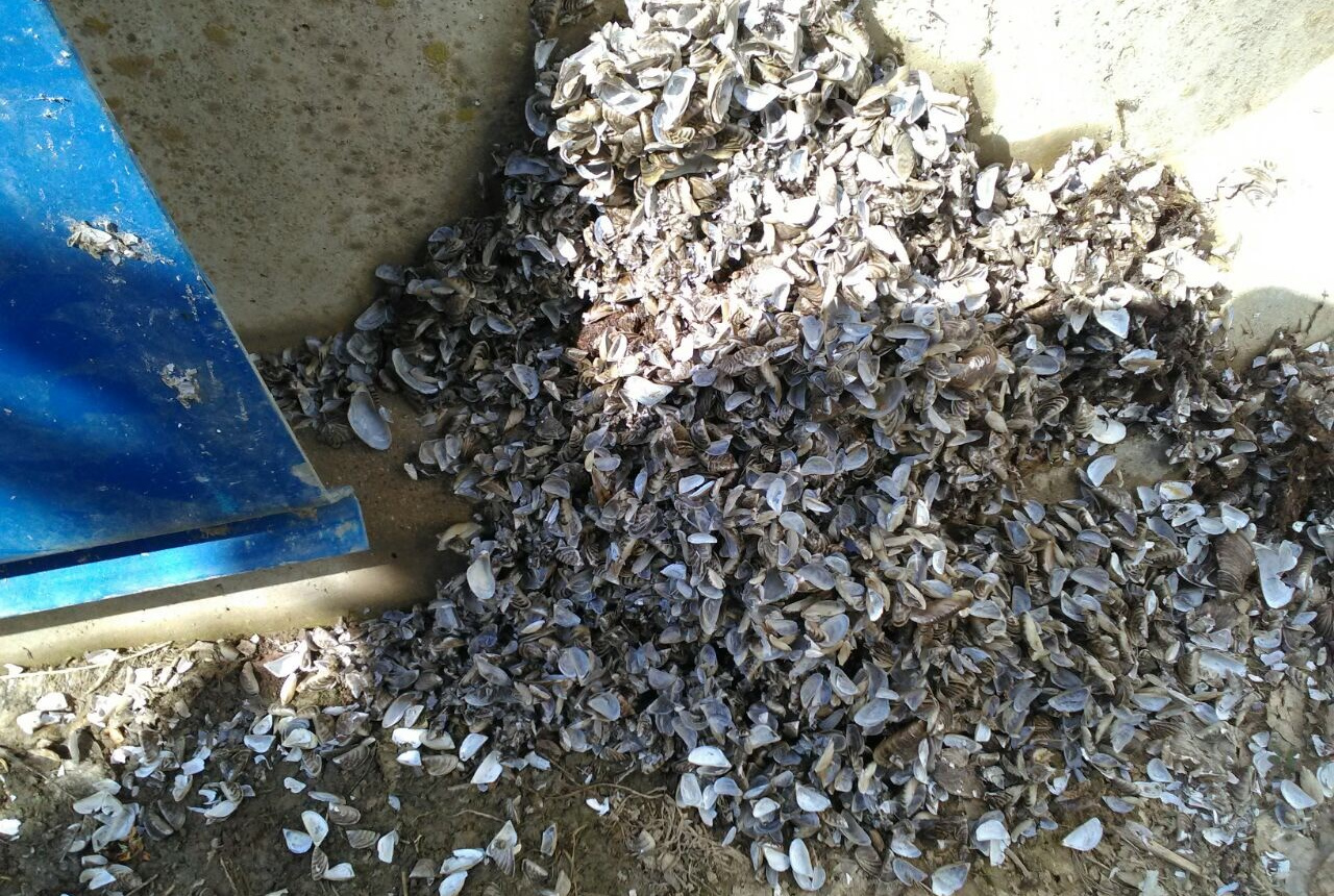 MEJILLÓN CEBRA: YA ESTÁN OTRA VEZ AQUÍ