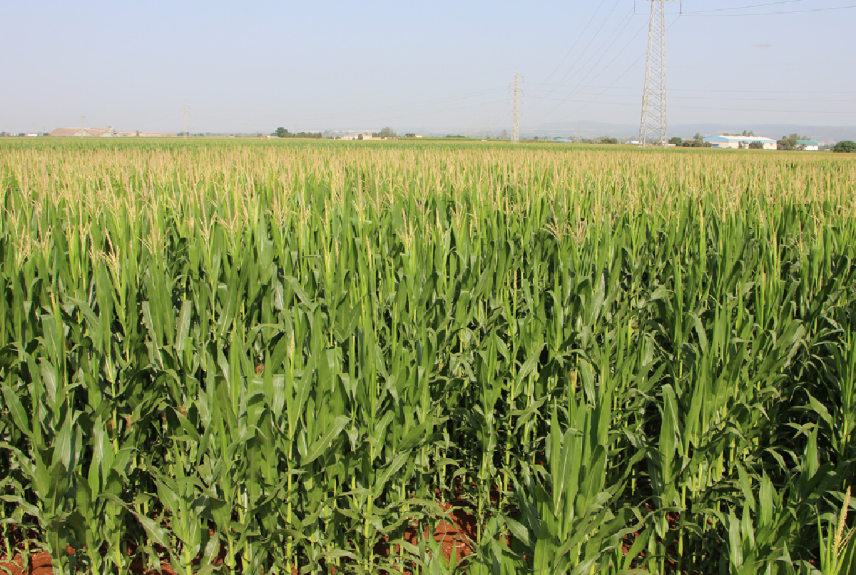 UNA DISTRIBUCIÓN DE CULTIVOS MARCADA POR LA AUSENCIA DE LLUVIAS HASTA MARZO