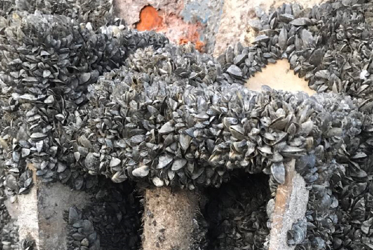 EL INICIO DE LA CAMPAÑA DE RIEGO VUELVE A EVIDENCIAR EL INCREMENTO DEL GRADO DE COLONIZACIÓN DE LAS TUBERÍAS POR EL MEJILLÓN CEBRA