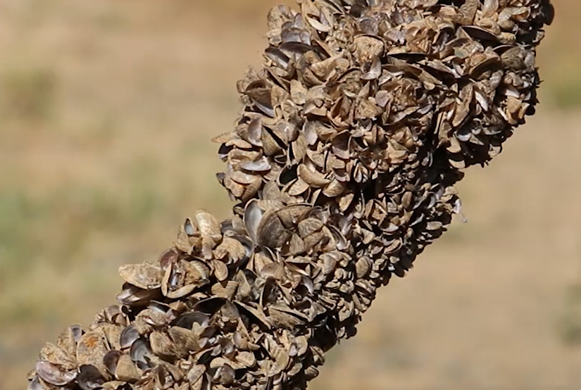 REACTIVADO EL GRUPO DE TRABAJO DE ESPECIES INVASORAS DE LA CONSEJERÍA DE MEDIO AMBIENTE