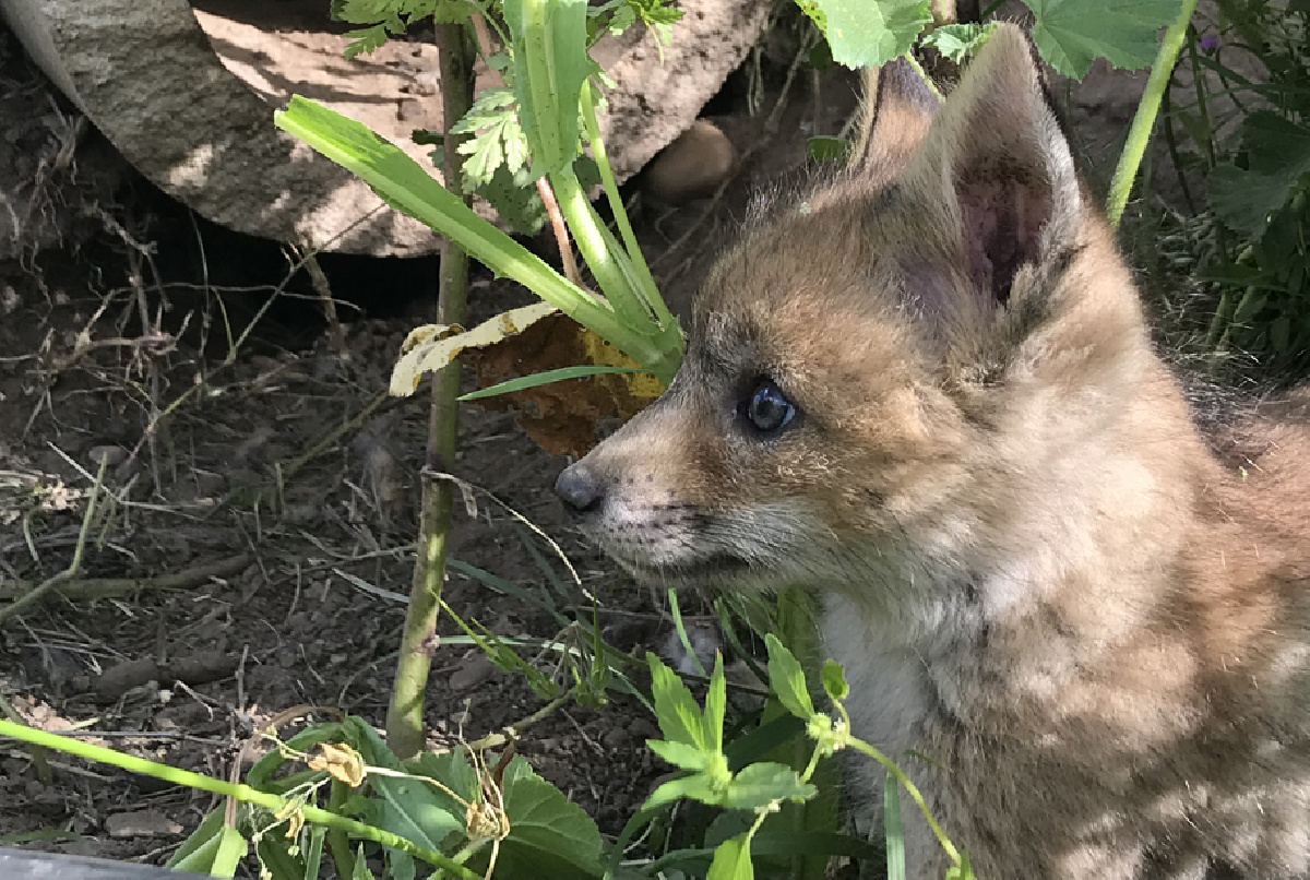 PUNTOS INFORMATIVOS SOBRE AVIFAUNA