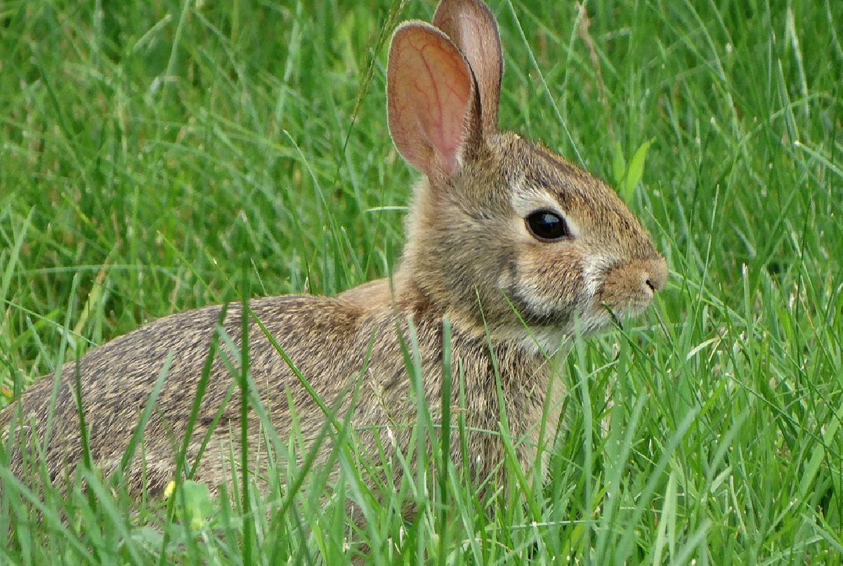 EL PANEL INFORMATIVO SOBRE NUESTRA FAUNA QUE COLOCAREMOS JUNTO A LA BALSA VII