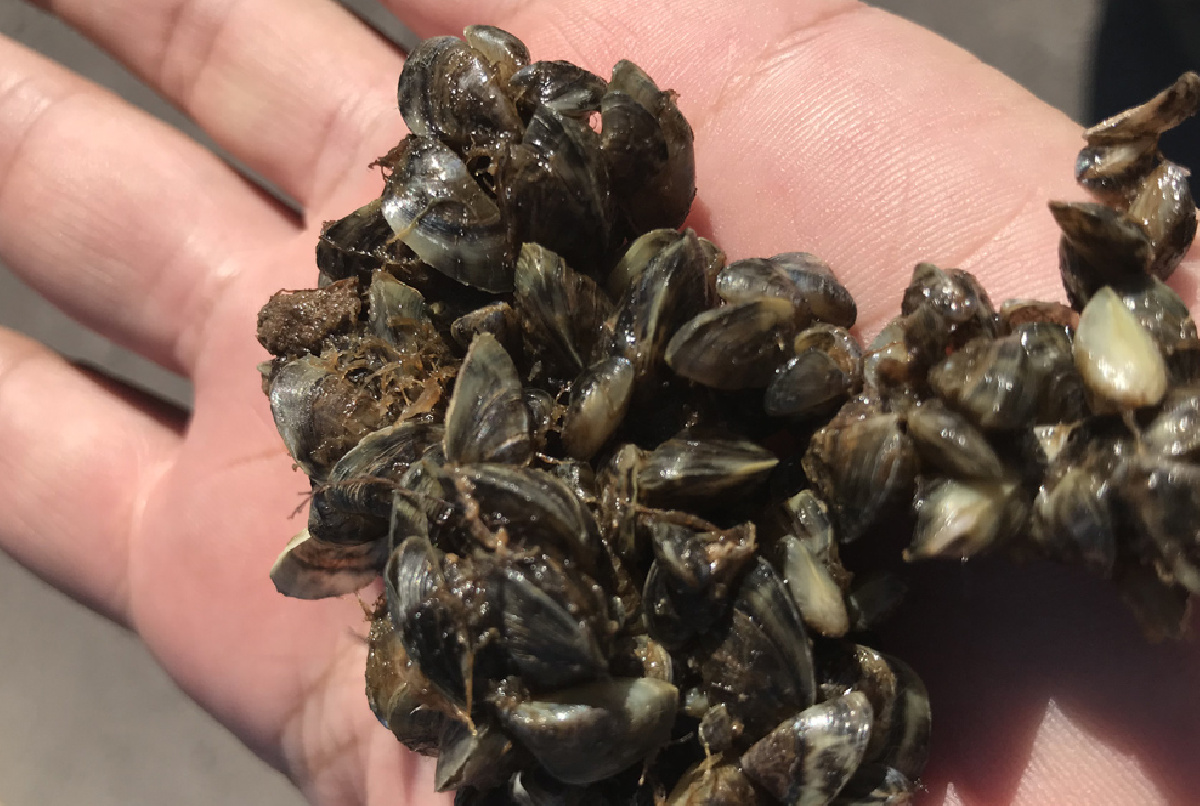 INICIAMOS EL TRATAMIENTO CON PEROXIACÉTICOS CONTRA EL MEJILLÓN CEBRA