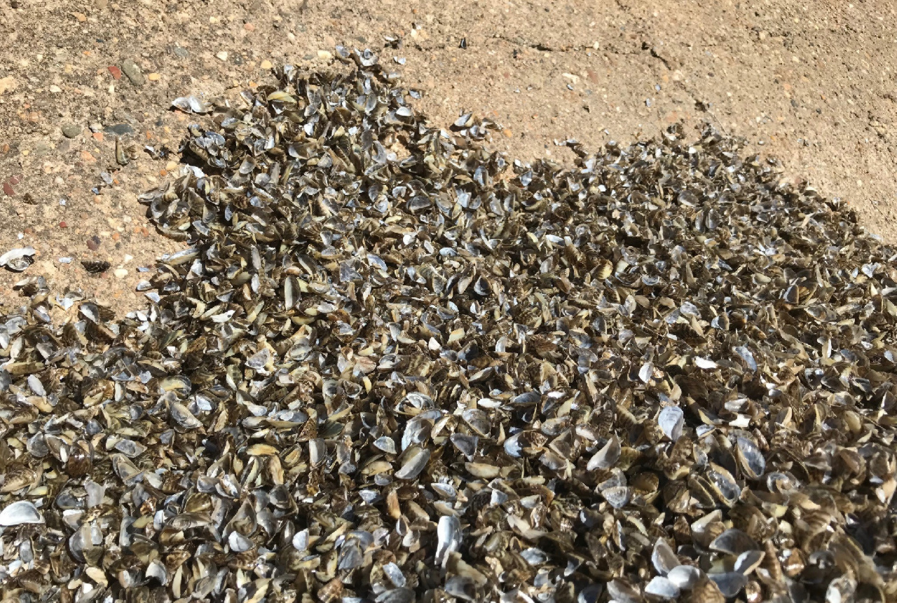 Comienza el tratamiento de tuberías y canalizaciones contra el mejillón cebra