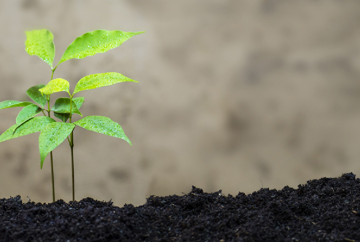 LOS BENEFICIOS AMBIENTALES DE LA PLANTA SOLAR