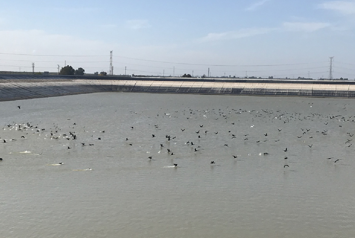 NUESTRAS BALSAS, PARADA OBLIGADA EN LAS RUTAS MIGRATORIAS DE AVES