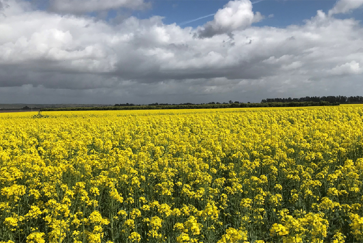 CINCO DESEOS PARA EL AÑO NUEVO
