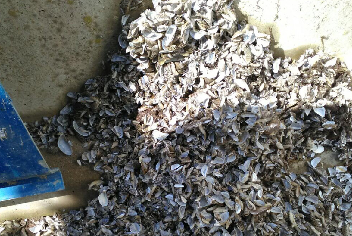 Así nos fue en 2018: menos afección de briozoos mientras continúa el avance del mejillón cebra