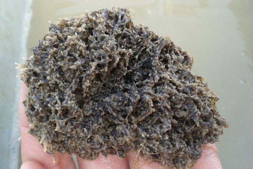 El Valle Inferior participará en un proyecto de innovación contra las especies invasoras coordinado por Feragua