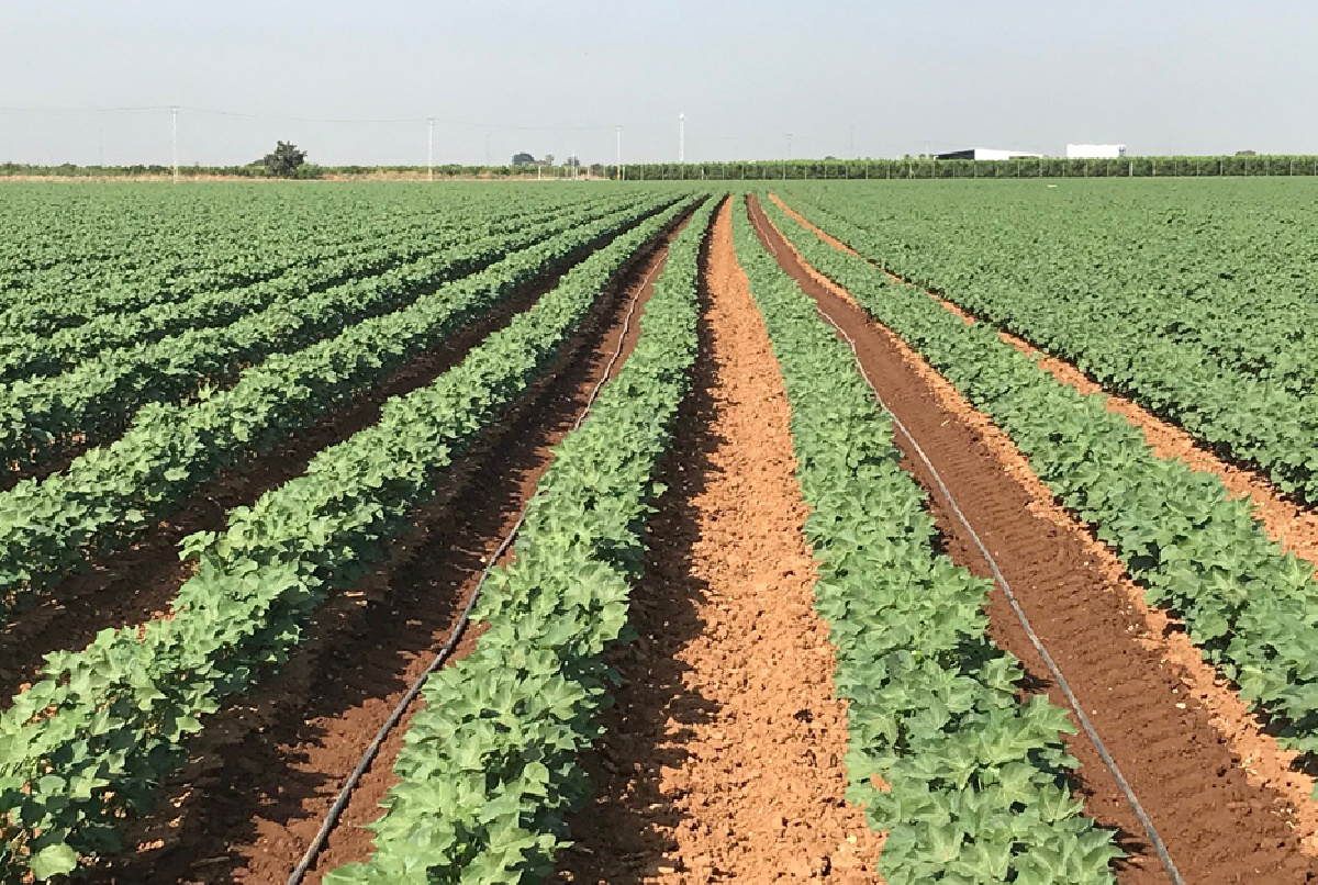 EL VALLE INFERIOR, EN EL COMITÉ DEL MINISTERIO DE AGRICULTURA Y LA UNE QUE DEFINIRÁ LA ESTANDARIZACIÓN DE CALIDAD PARA EL SECTOR DEL RIEGO