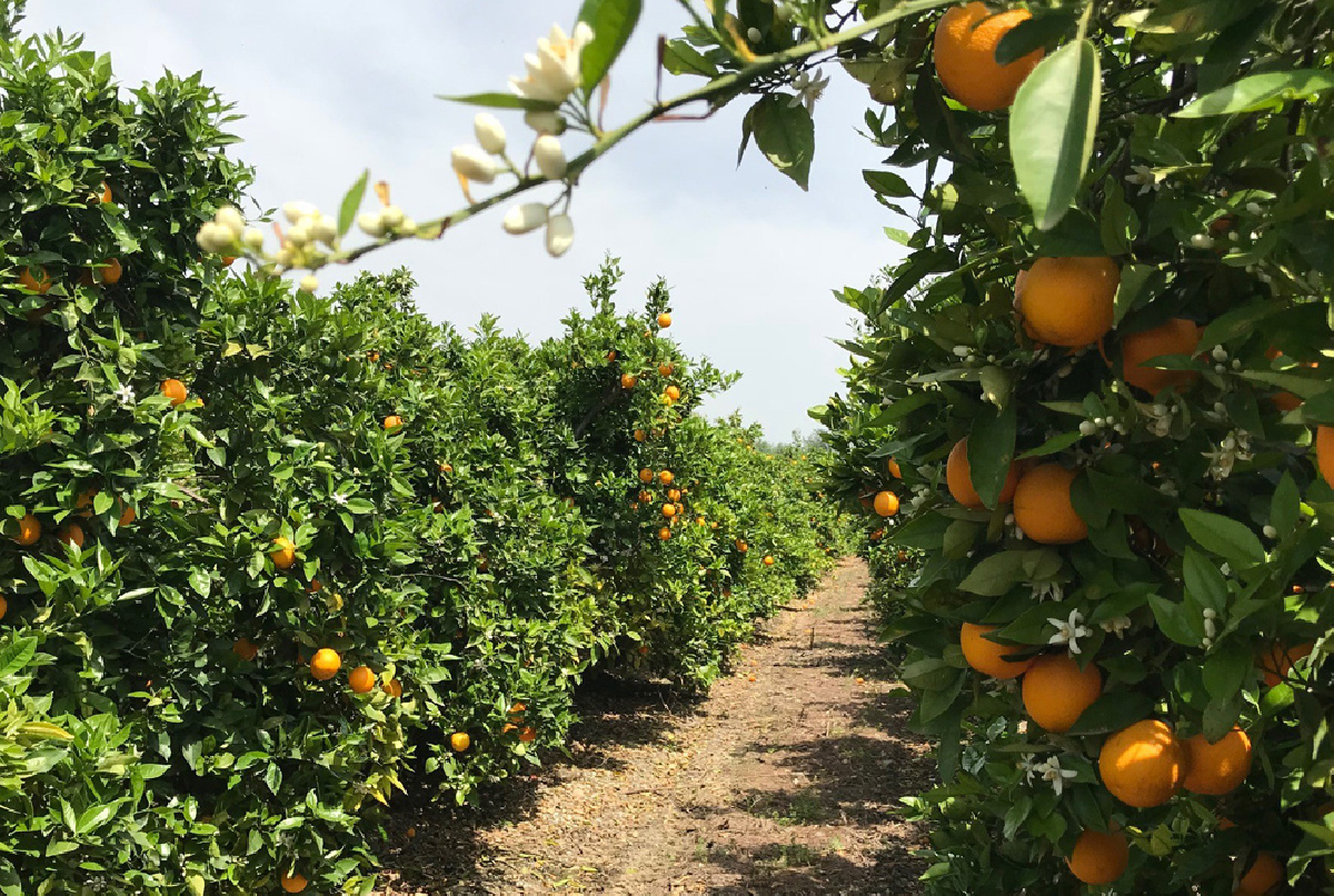 EL INVENTARIADO DE LOS CULTIVOS, UNA INFORMACIÓN FUNDAMENTAL QUE REDUNDA EN BIEN DE TODOS