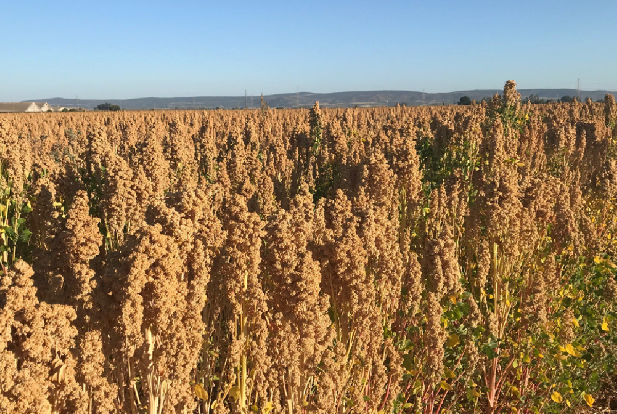 LA QUINOA, UNA ALTERNATIVA RENTABLE Y EN CRECIMIENTO PARA LOS HERBÁCEOS