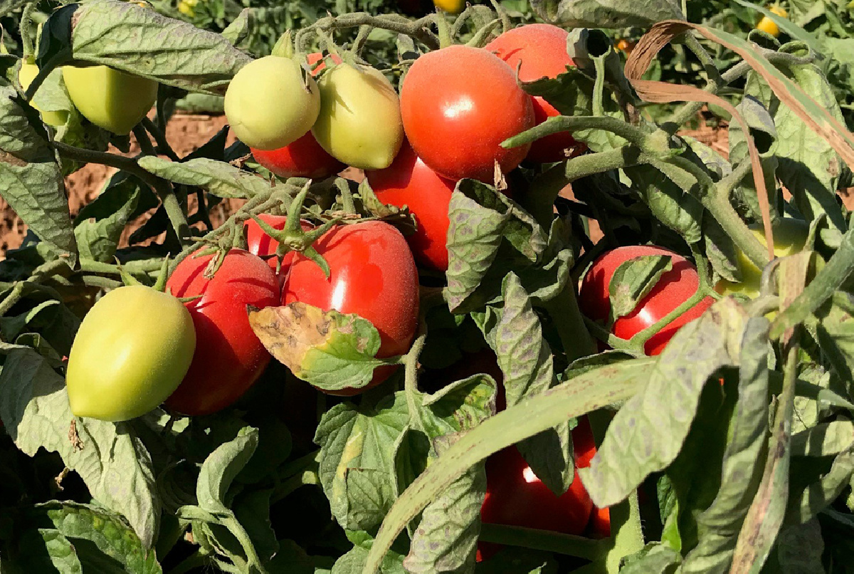 SE INICIA LA RECOLECCIÓN DEL TOMATE PARA INDUSTRIA